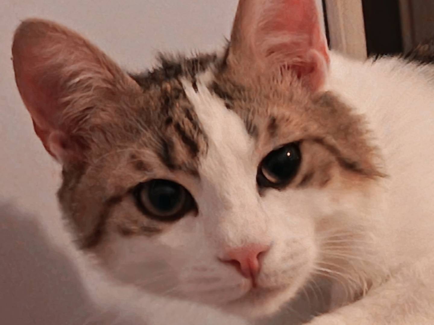 Vuoi adottare un gatto a Milano?