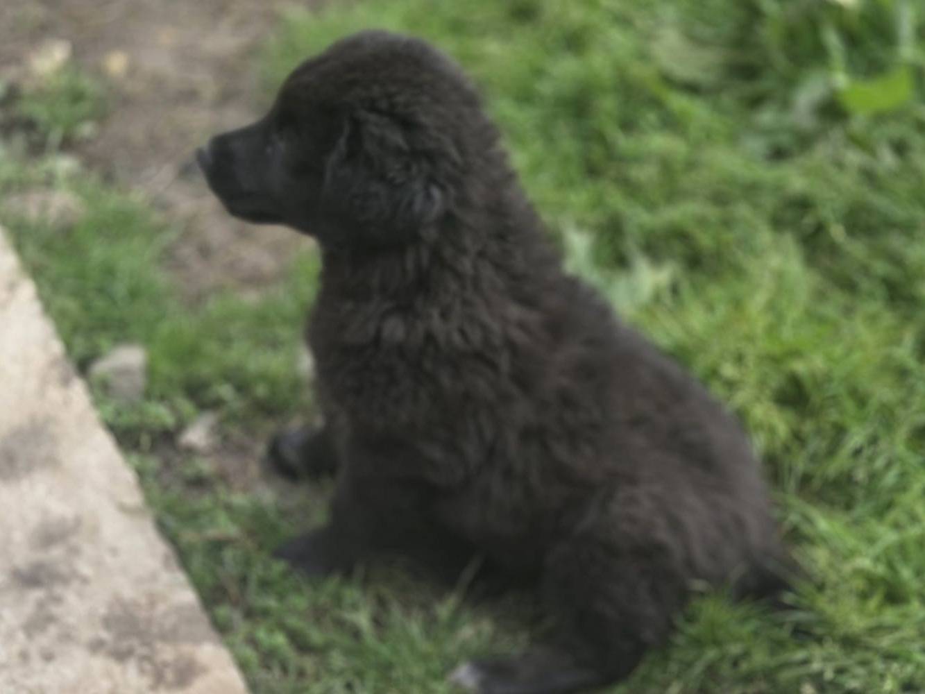Adotta un cane, maschio, 2 mesi, Milano