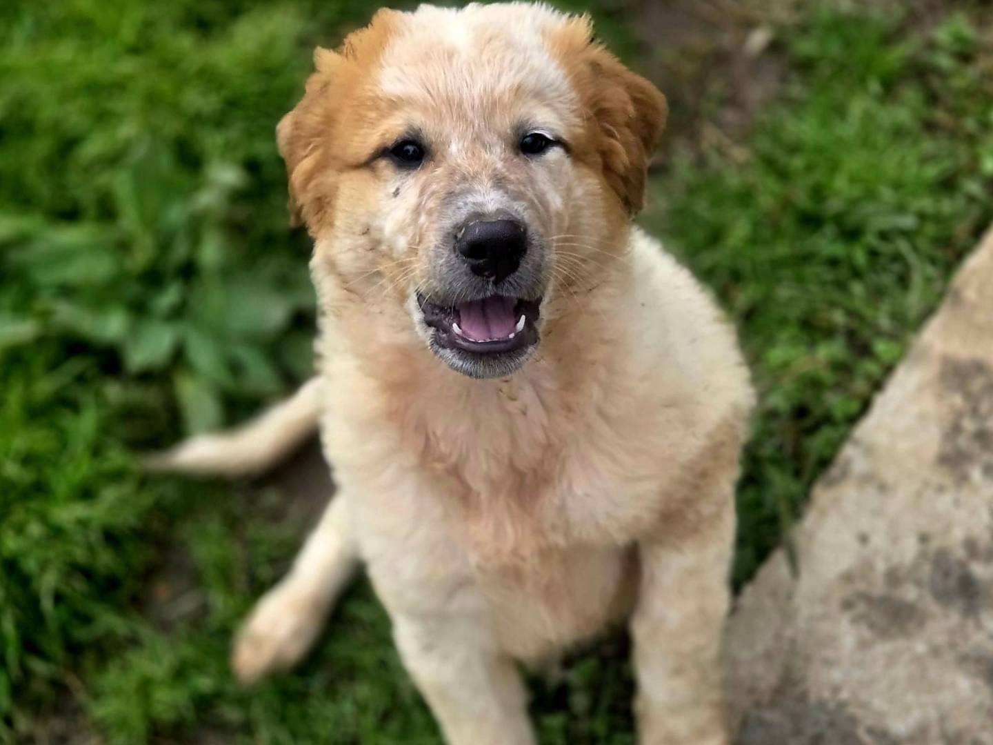 Adotta un cane, maschio, 2 mesi, Milano