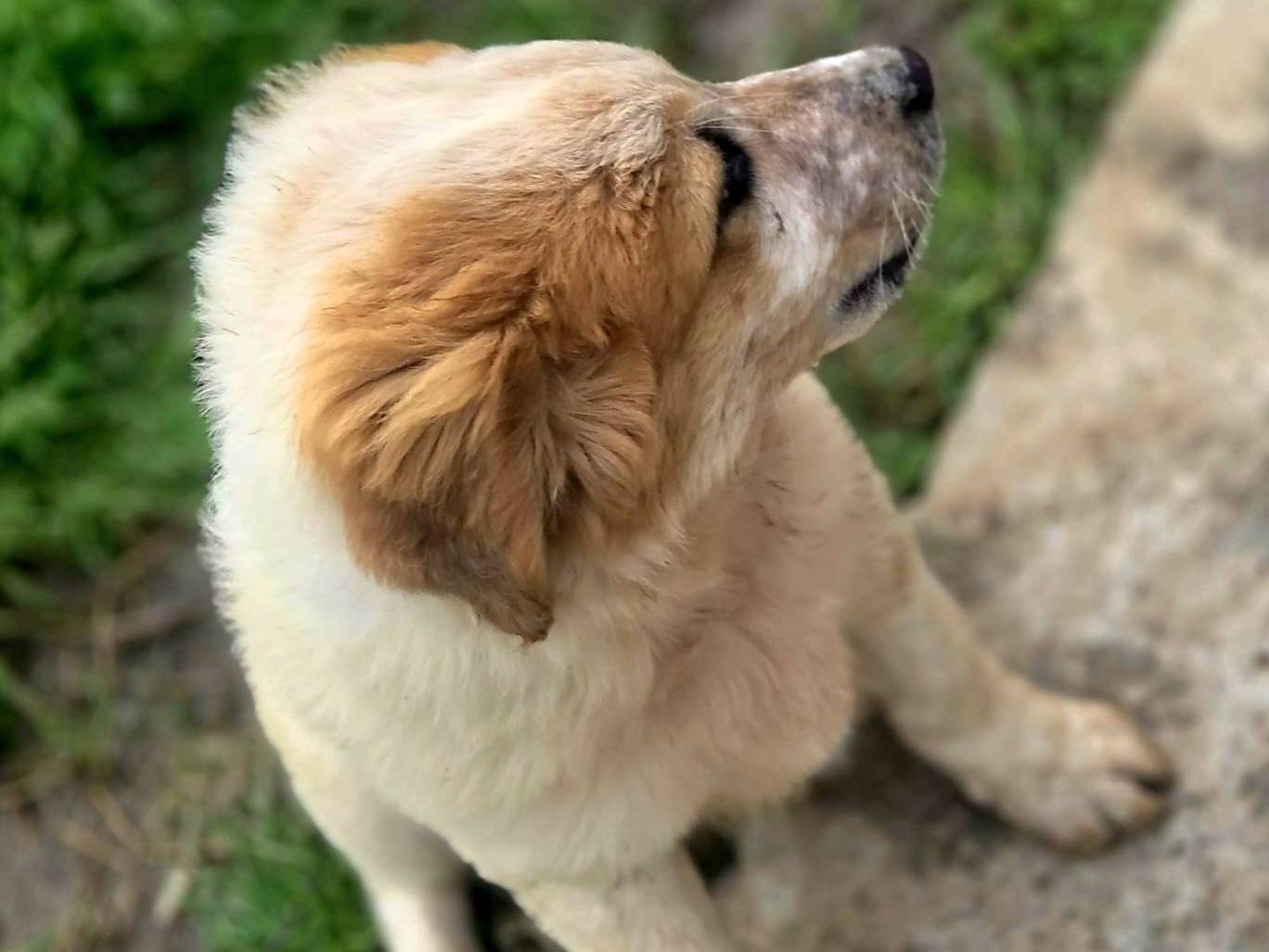 Adotta un cane, taglia media, maschio, Milano