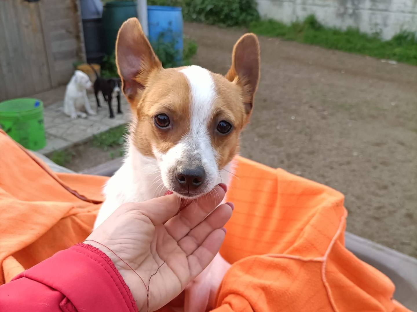Adozione cane, maschio, Chihuahua Jack Russell Terrier, 6 mesi, taglia piccola, Salerno