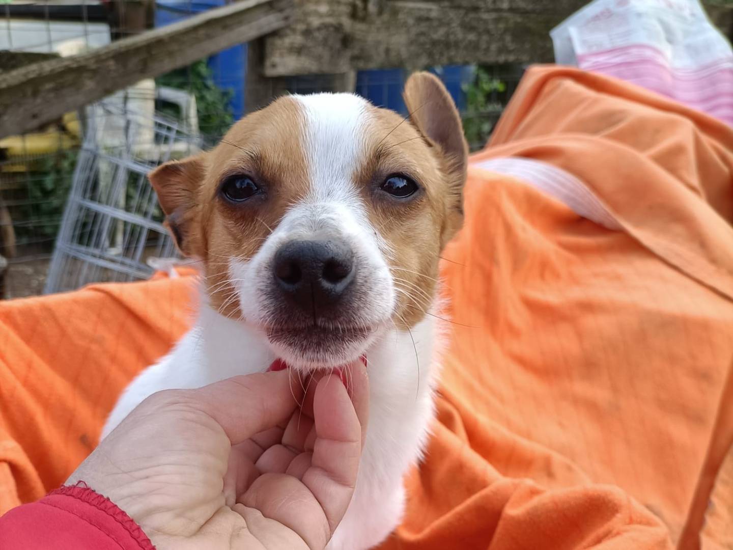 Adotta un cane, maschio, 6 mesi, Salerno