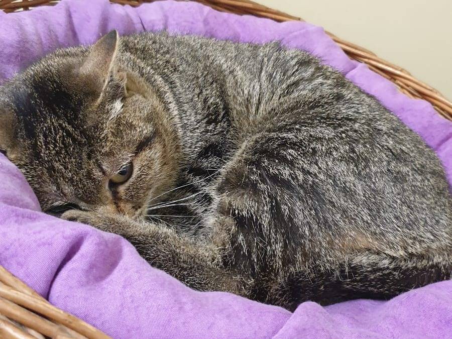 Adotta un gatto, taglia non valida, femmina, Ravenna