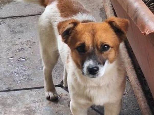 Adozione cane, maschio, Razza sconosciuta Razza sconosciuta, 7 mesi, taglia piccola, Trapani