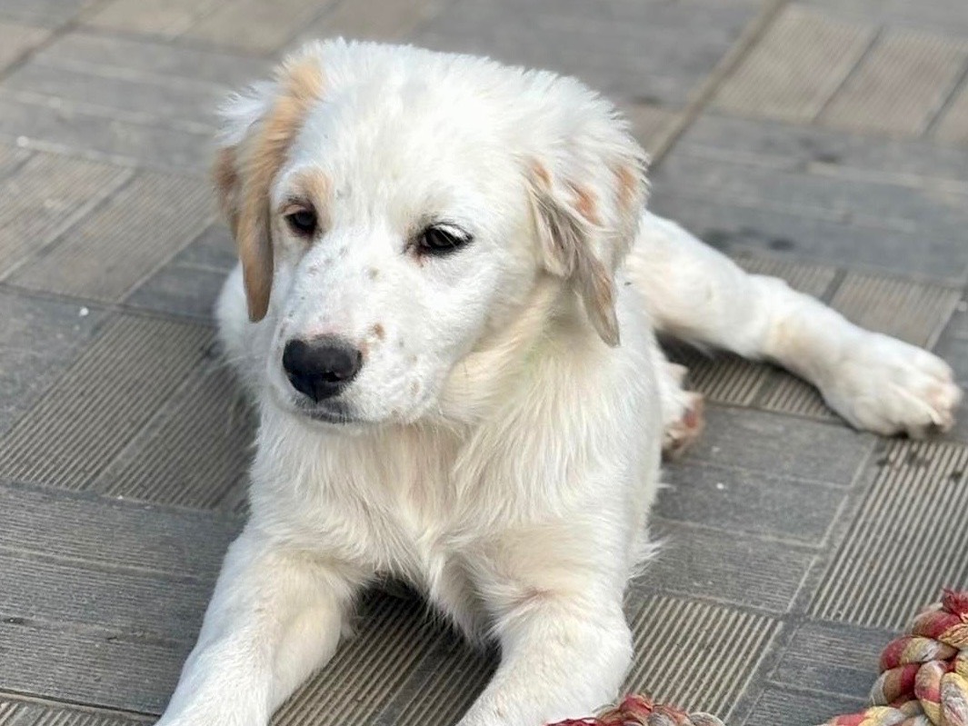 Vuoi adottare un cane a Savona?