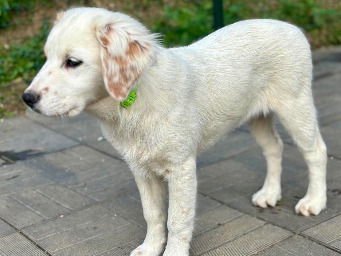 Adotta il cane Aurora a Savona