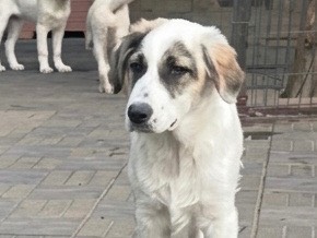 Vuoi adottare un cane a Savona?