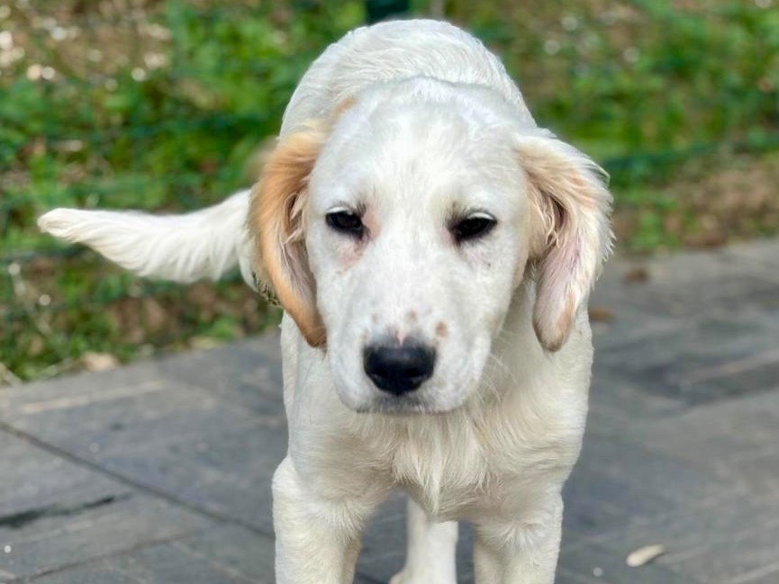 Adozione cane, maschio, Razza sconosciuta Razza sconosciuta, 2 mesi, taglia media, Savona