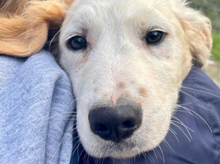 Adotta un cane, maschio, 2 mesi, Savona