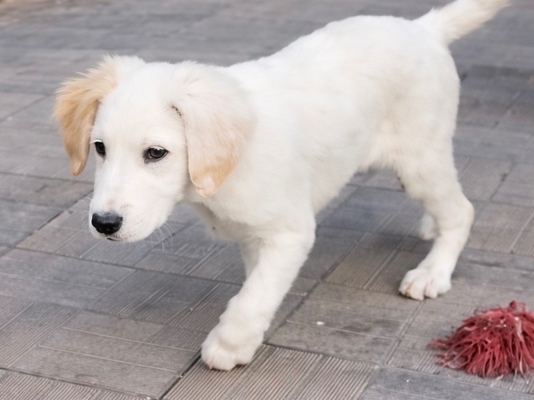 Adotta un cane, taglia media, maschio, Savona