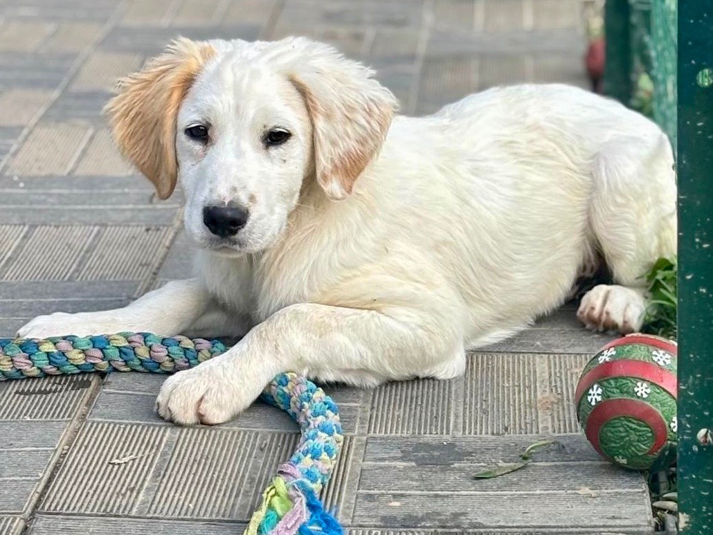 Vuoi adottare un cane a Savona?