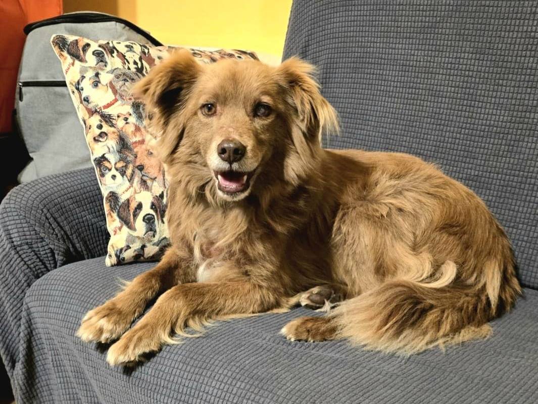 Adozione cane, maschio, Volpino di Pomerania Razza sconosciuta, 7 anni e 2 mesi, taglia media contenuta, Pavia