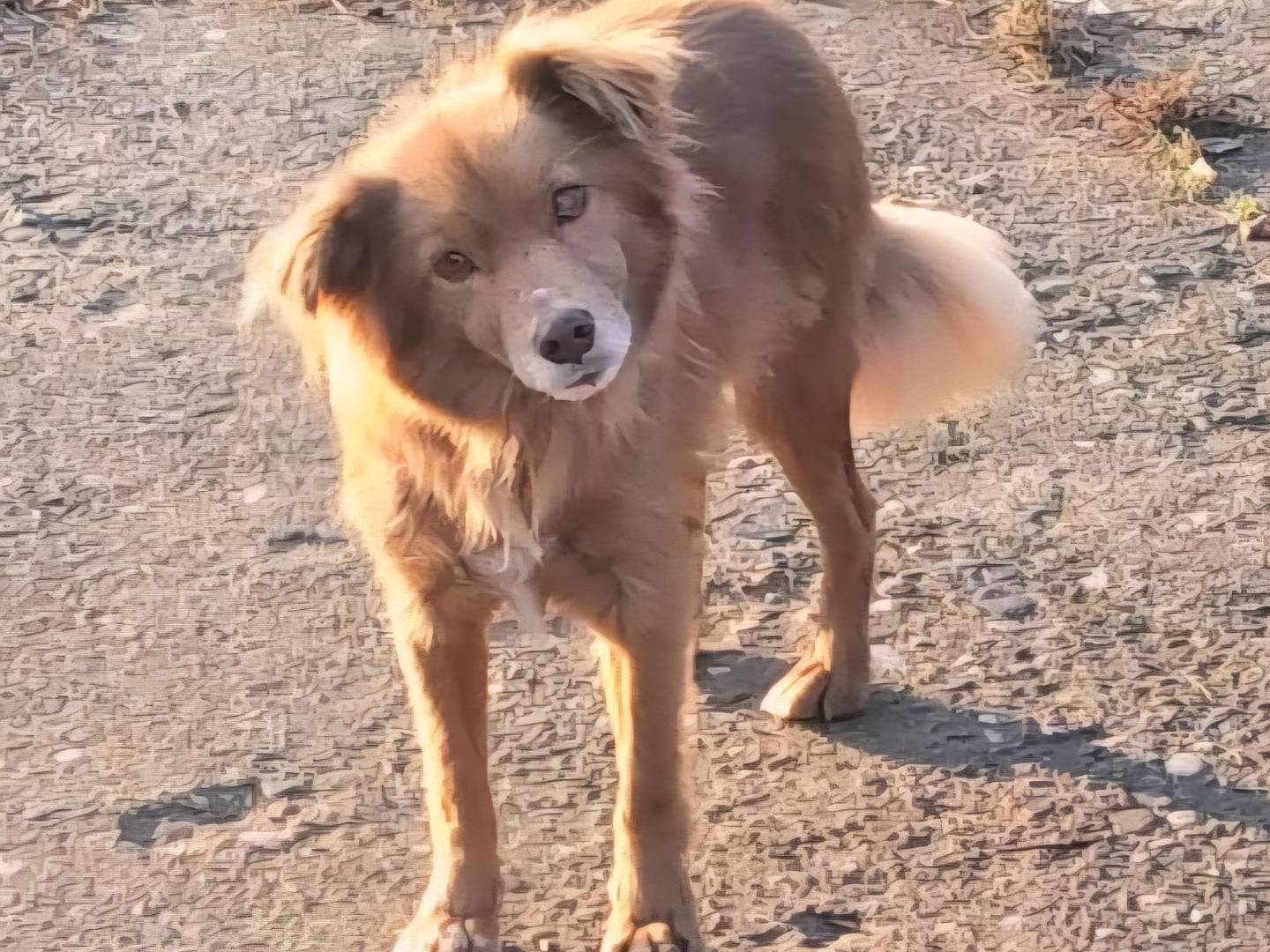 Adotta un cane, maschio, 7 anni e 2 mesi, Pavia