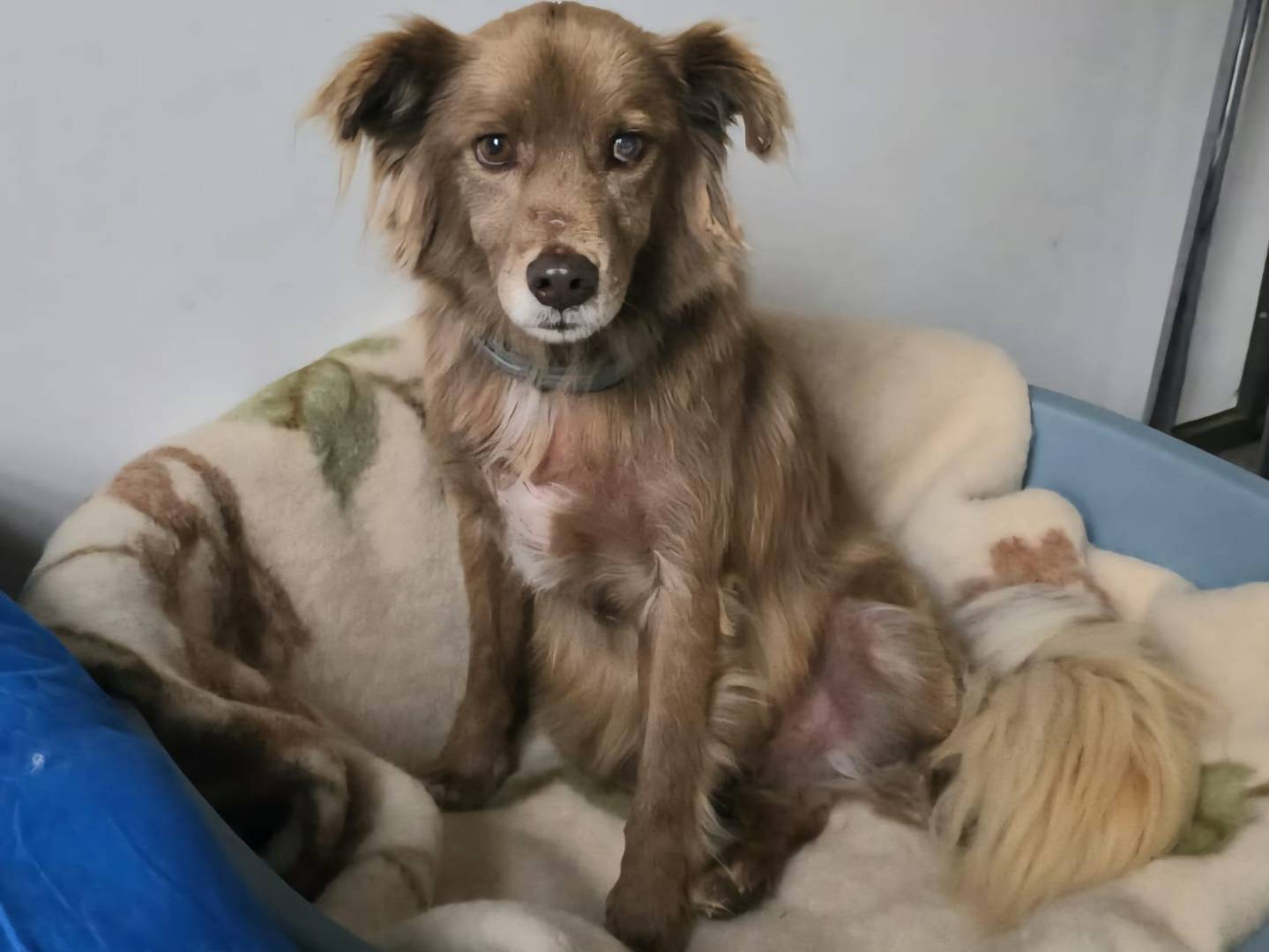 Adotta un cane, taglia media contenuta, maschio, Pavia