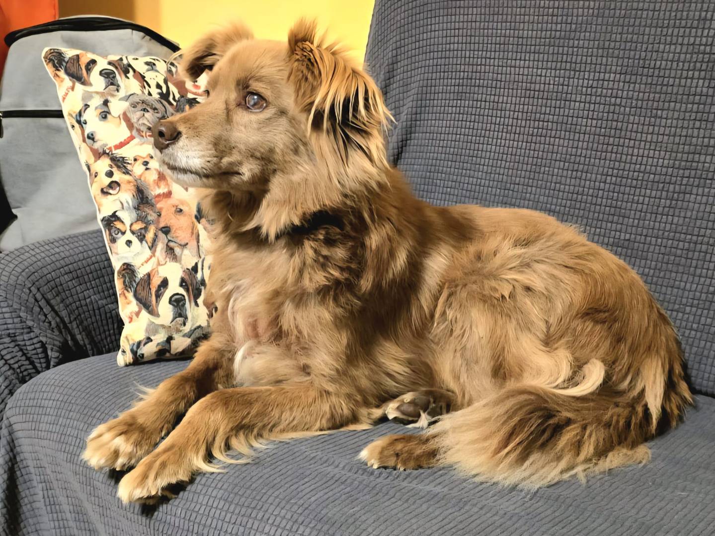 Vuoi adottare un cane a Pavia?