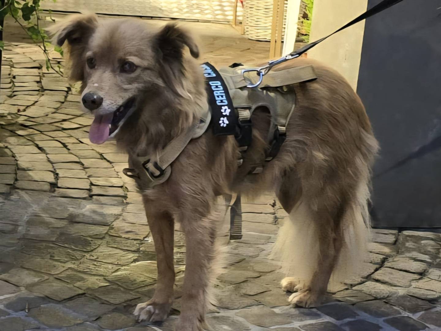 Adotta il cane Brownie a Pavia