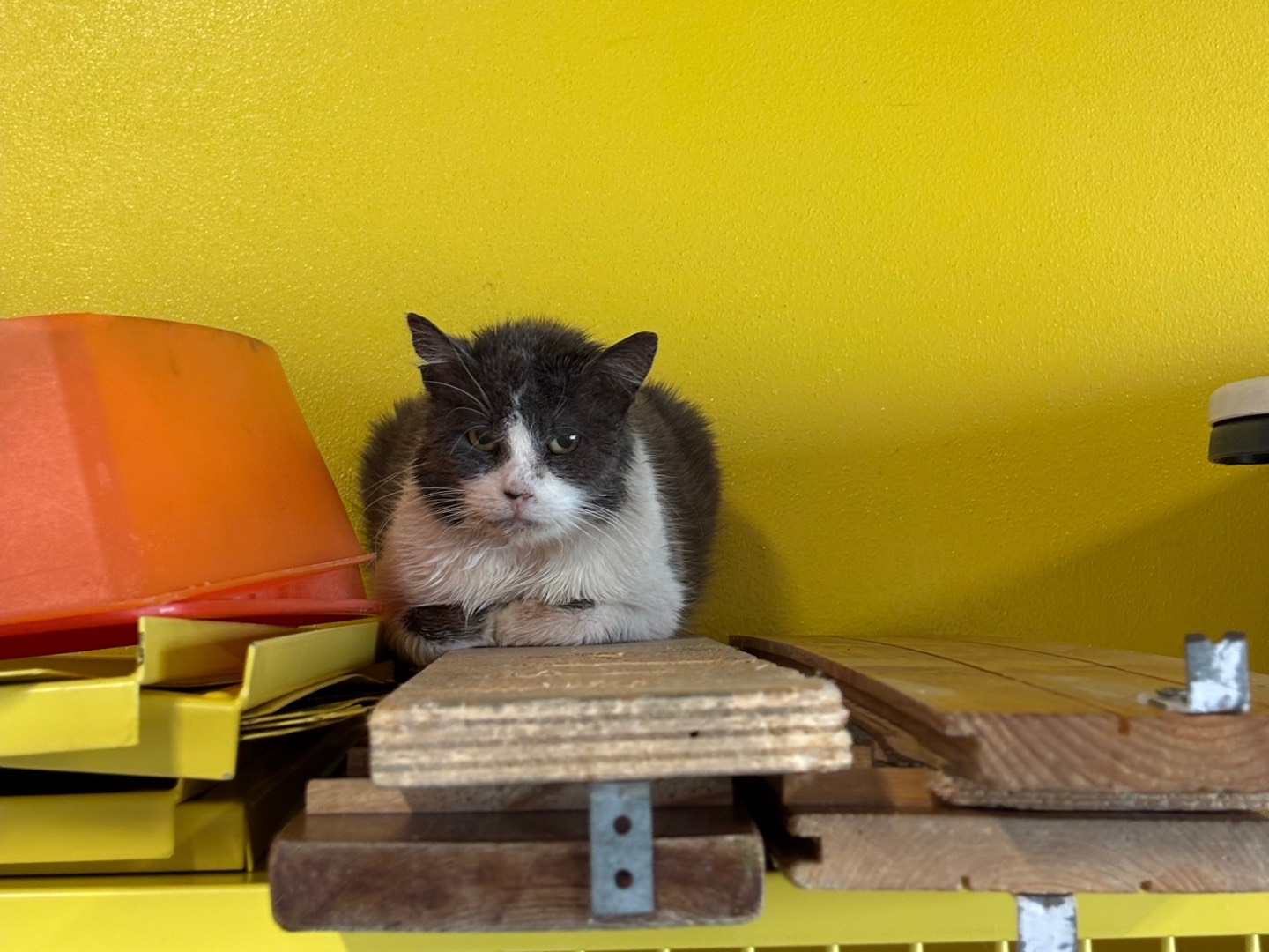 Adotta un gatto, femmina, 8 anni, Brescia