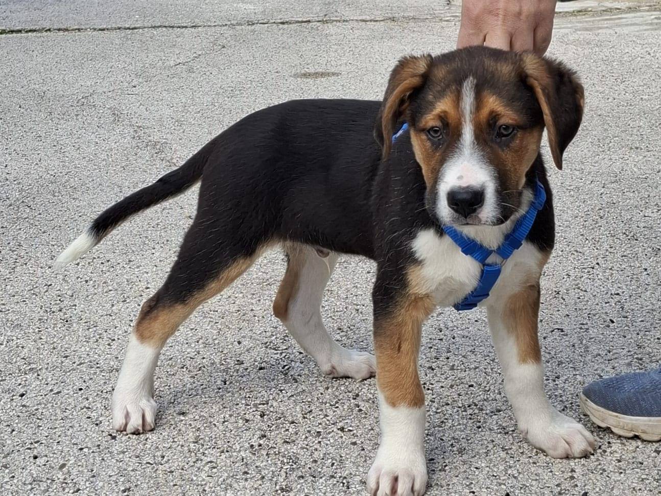 Adozione cane, maschio, Razza sconosciuta Razza sconosciuta, 3 mesi, taglia media, Firenze