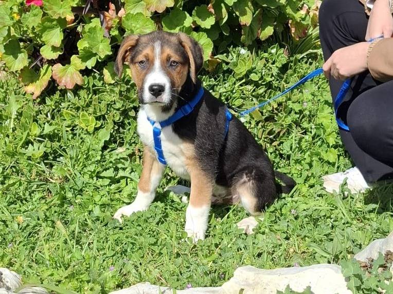 Adotta un cane, maschio, 3 mesi, Firenze