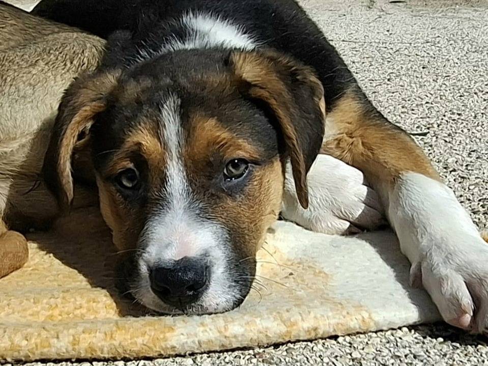 Adotta un cane, taglia media, maschio, Firenze
