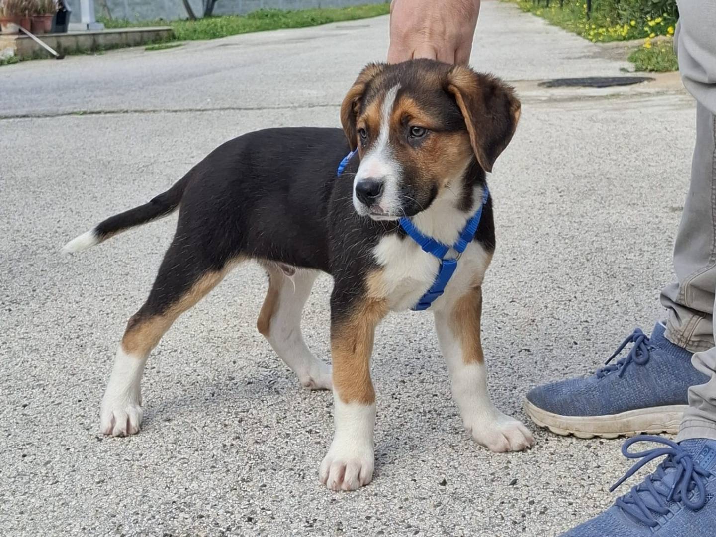 Vuoi adottare un cane a Firenze?