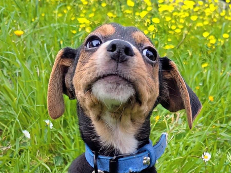 Adozione cane, maschio, Segugio maremmano Razza sconosciuta, 3 mesi, taglia media contenuta, Milano