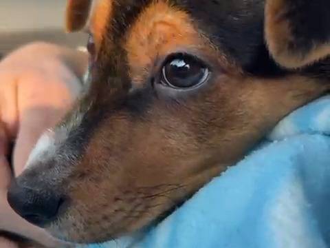 Adotta un cane, taglia media contenuta, maschio, Milano