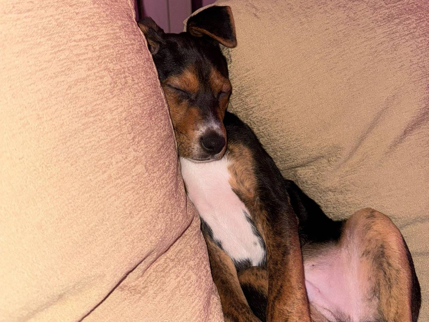 Vuoi adottare un cane a Milano?