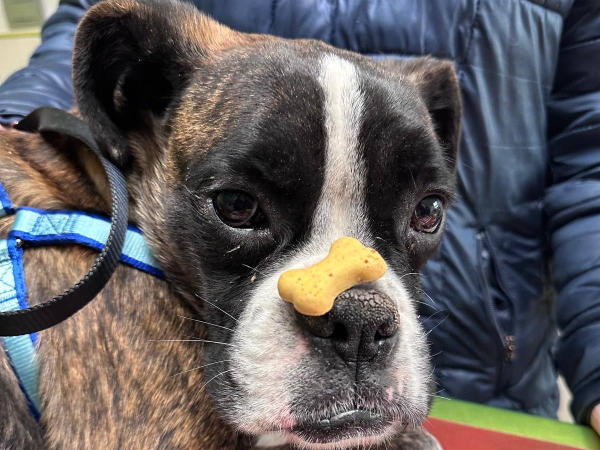 Adozione cane, maschio, Boxer Razza sconosciuta, 5 anni e 2 mesi, taglia media contenuta, Potenza