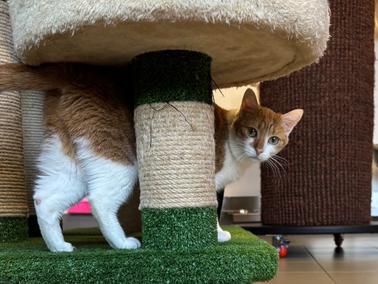 Adotta un gatto, femmina, 1 anno e 6 mesi, Brescia