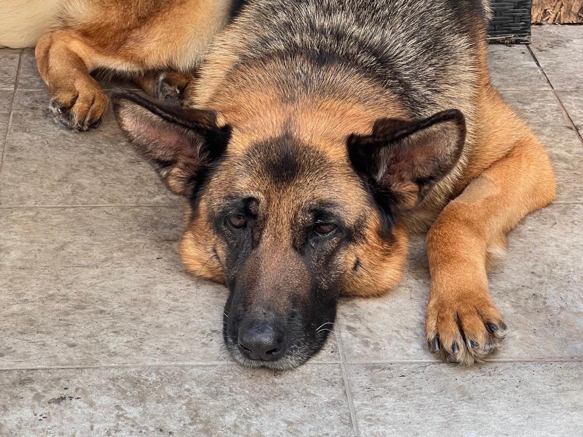 Adozione cane, femmina, Pastore tedesco Razza sconosciuta, 5 anni e 2 mesi, taglia grande, Vibo