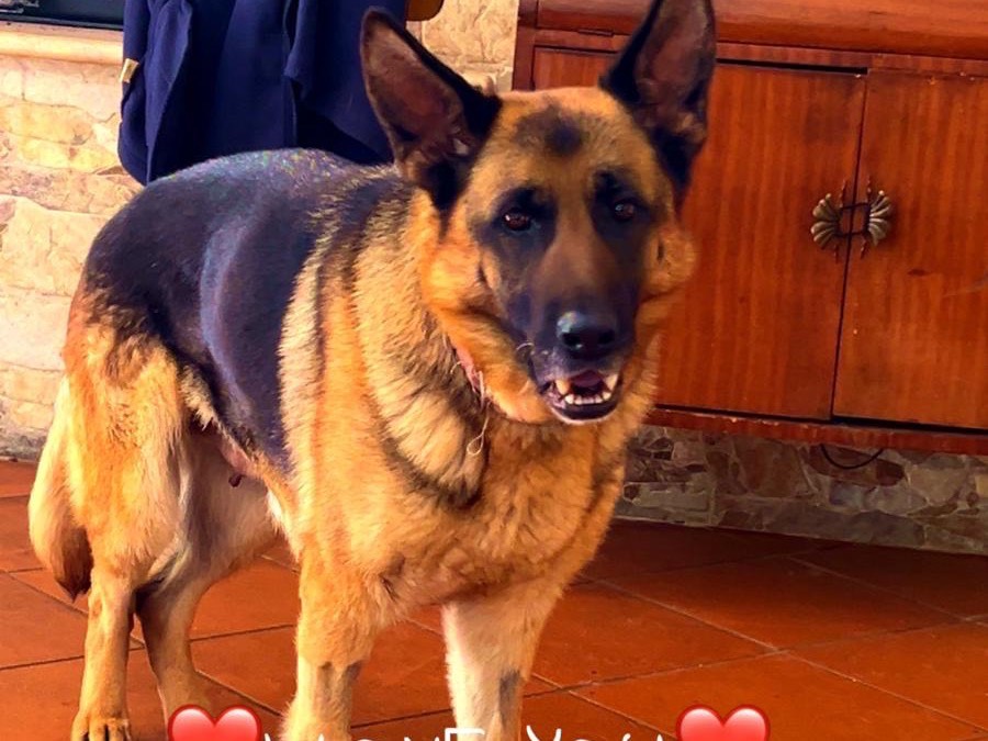 Adotta un cane, femmina, 5 anni e 2 mesi, Vibo