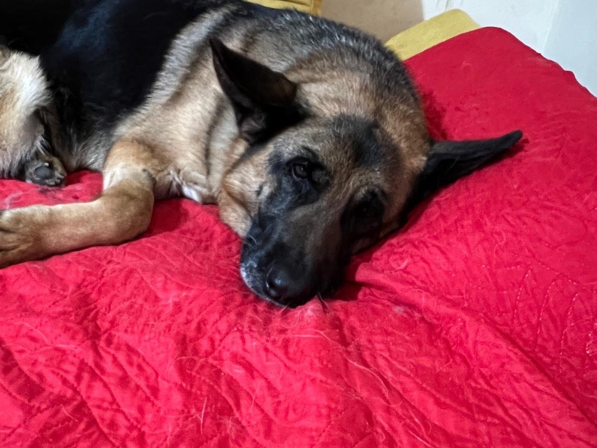 Adotta un cane, taglia grande, femmina, Vibo