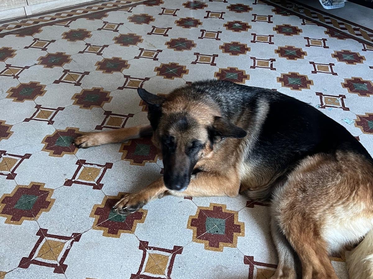 Vuoi adottare un cane a Vibo?