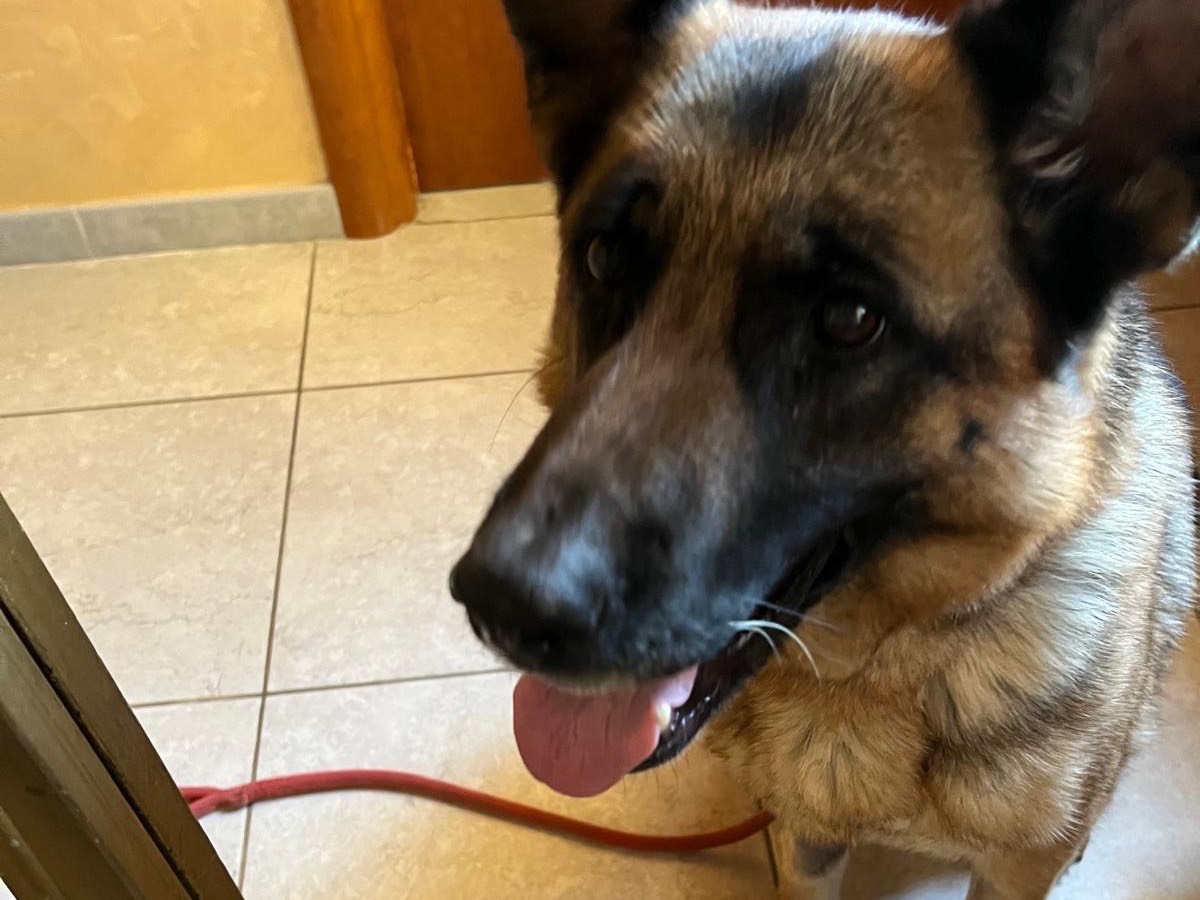 Adotta il cane Sheila a Vibo