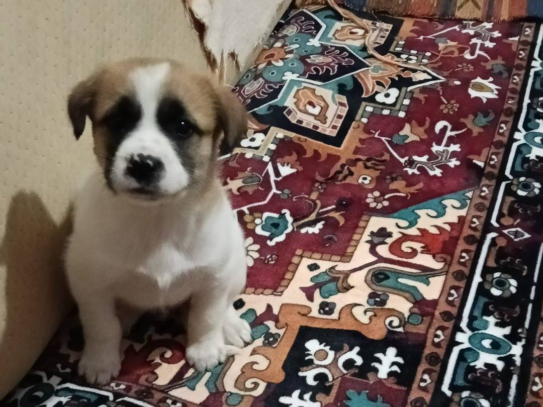 Adotta un cane, femmina, 2 mesi, Trapani