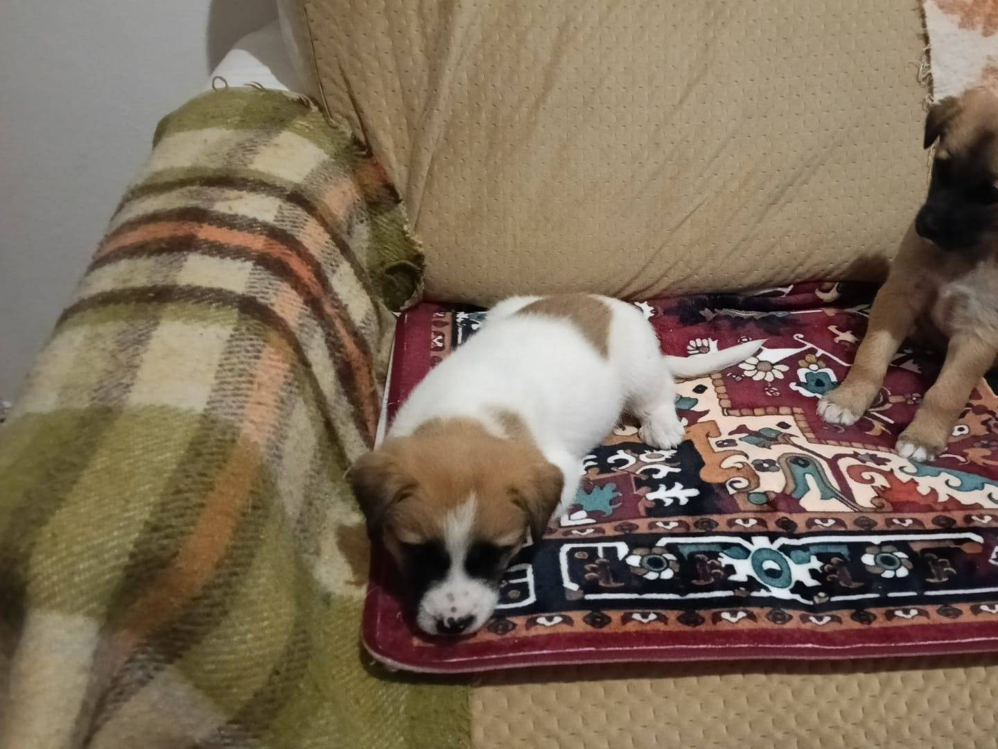 Adotta un cane, taglia media contenuta, femmina, Trapani