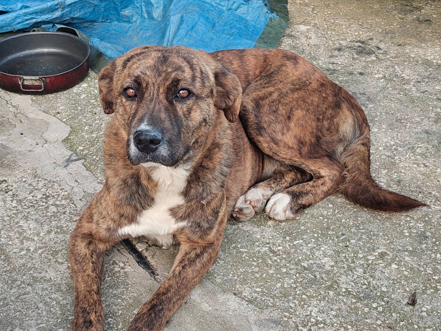 Adozione cane, femmina, Razza sconosciuta Razza sconosciuta, 2 anni e 10 mesi, taglia grande, Trapani