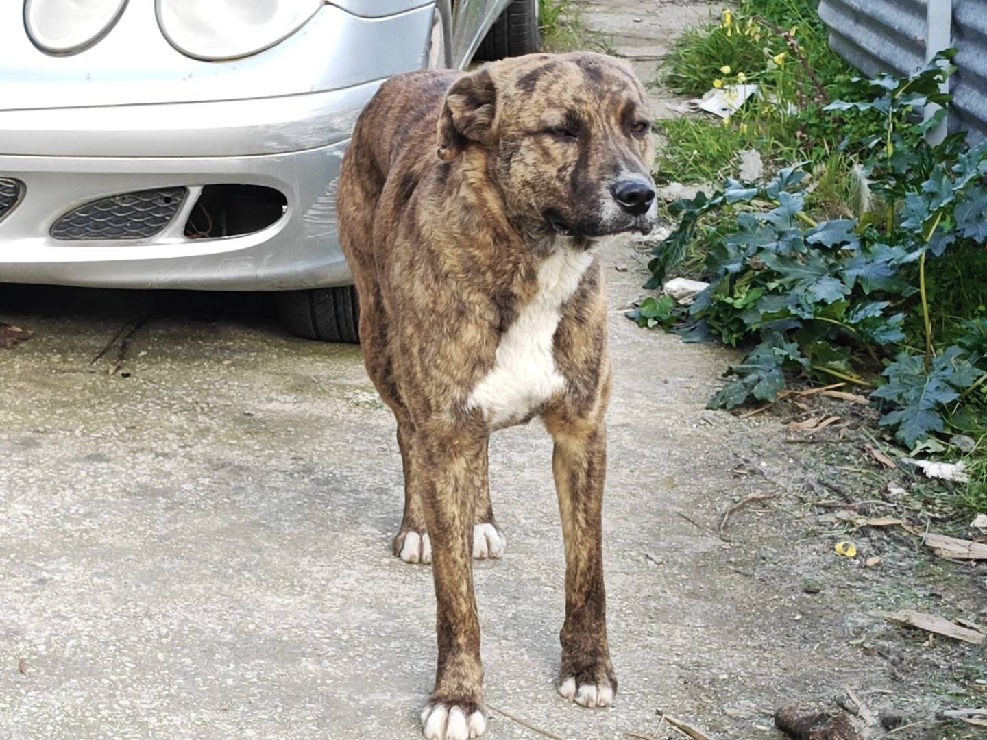 Adotta un cane, femmina, 2 anni e 10 mesi, Trapani