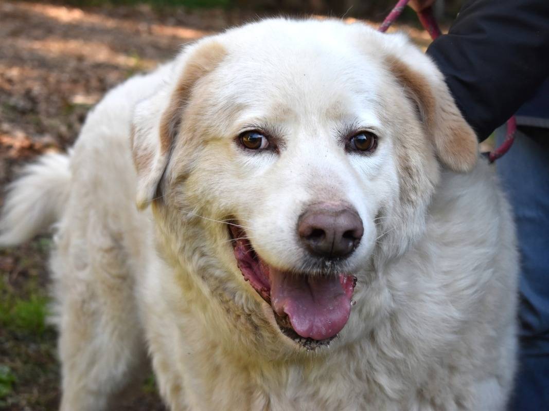 Adozione cane, maschio, Pastore maremmano Razza sconosciuta, 8 anni e 4 mesi, taglia grande, Roma