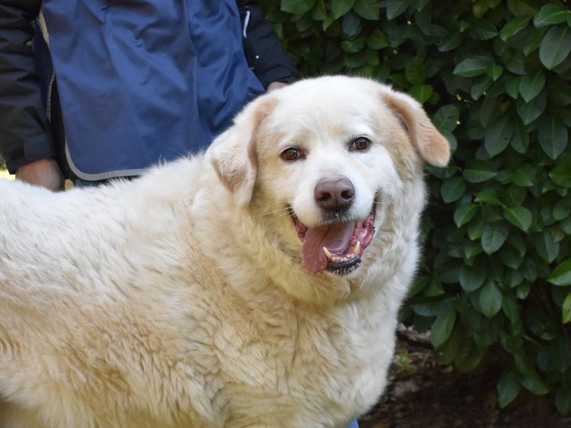 Adotta un cane, maschio, 8 anni e 4 mesi, Roma