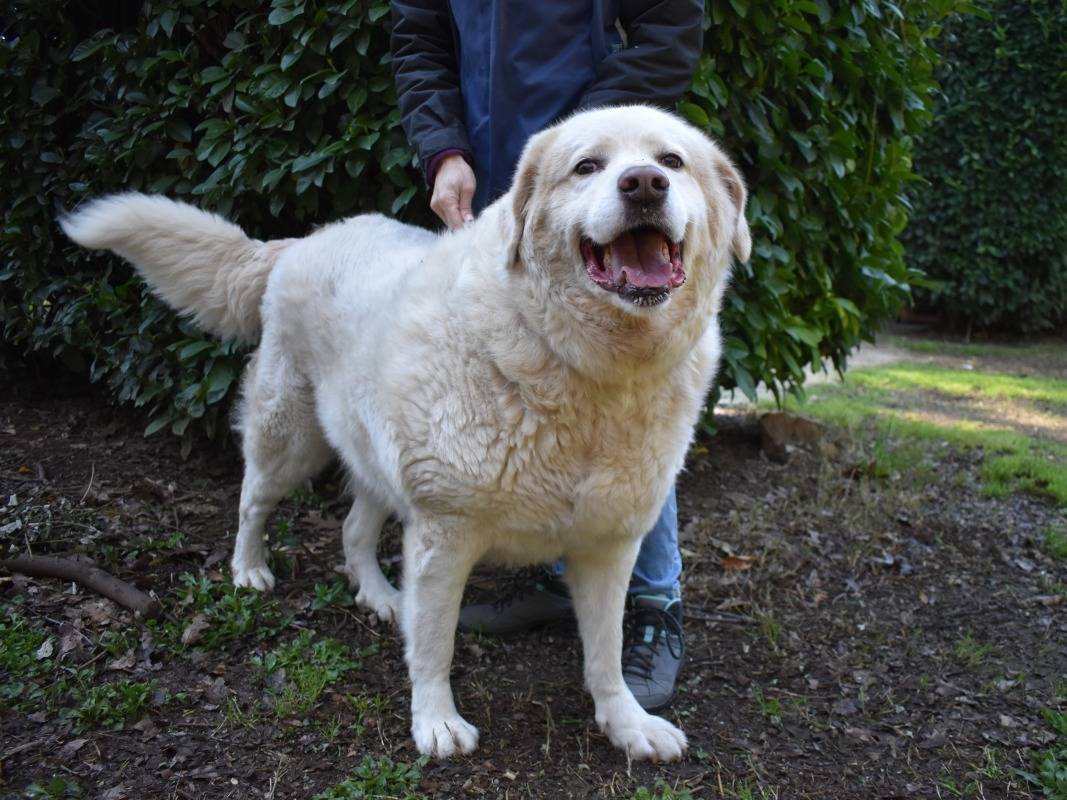 Adotta un cane, taglia grande, maschio, Roma