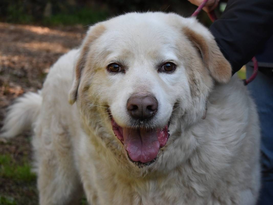 Adotta il cane Abele a Roma