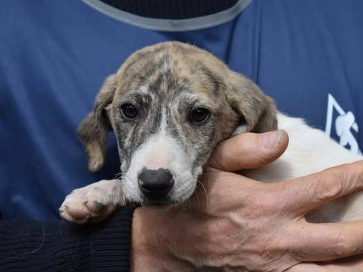 Adozione cane, maschio, Razza sconosciuta Razza sconosciuta, 1 mesi, taglia media, Roma