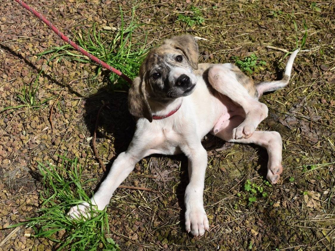 Adotta un cane, maschio, 1 mesi, Roma