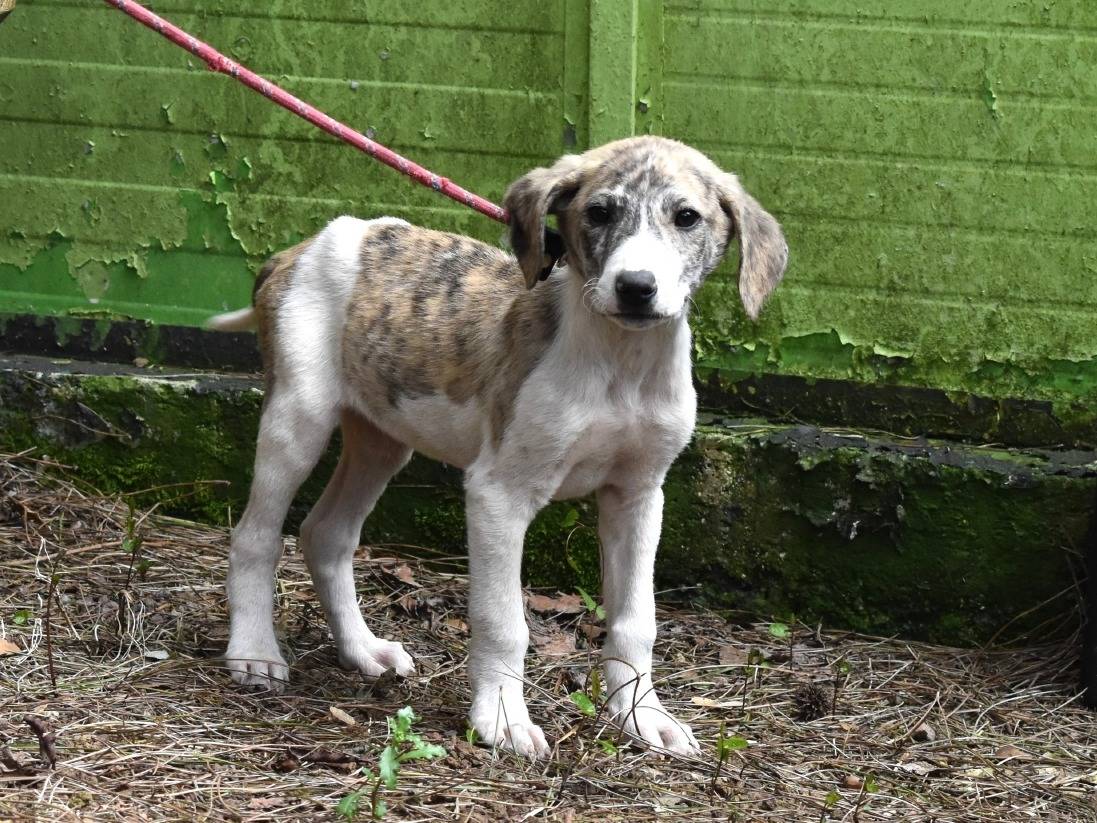 Adotta un cane, taglia media, maschio, Roma