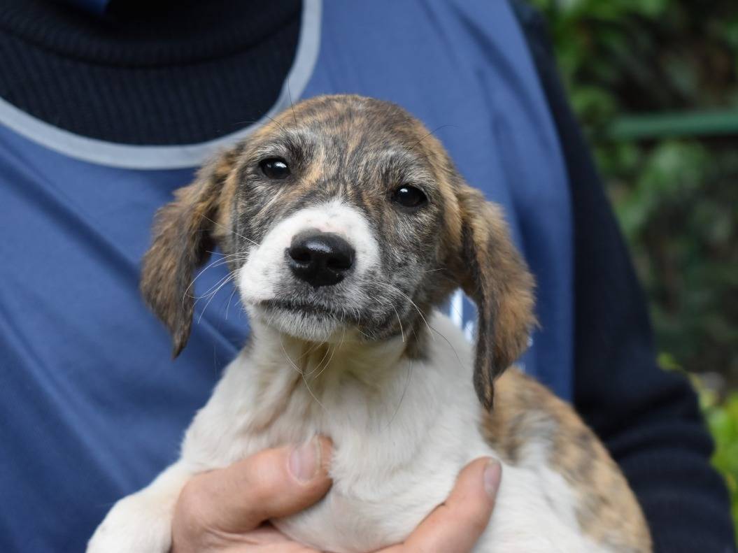 Adotta un cane, taglia media, femmina, Roma