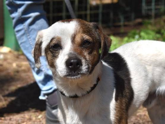 Adozione cane, maschio, Razza sconosciuta Jack Russell Terrier, 2 anni, taglia piccola, Roma