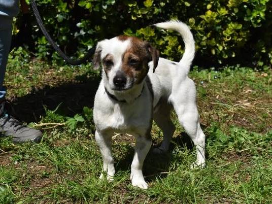 Adotta un cane, maschio, 2 anni, Roma