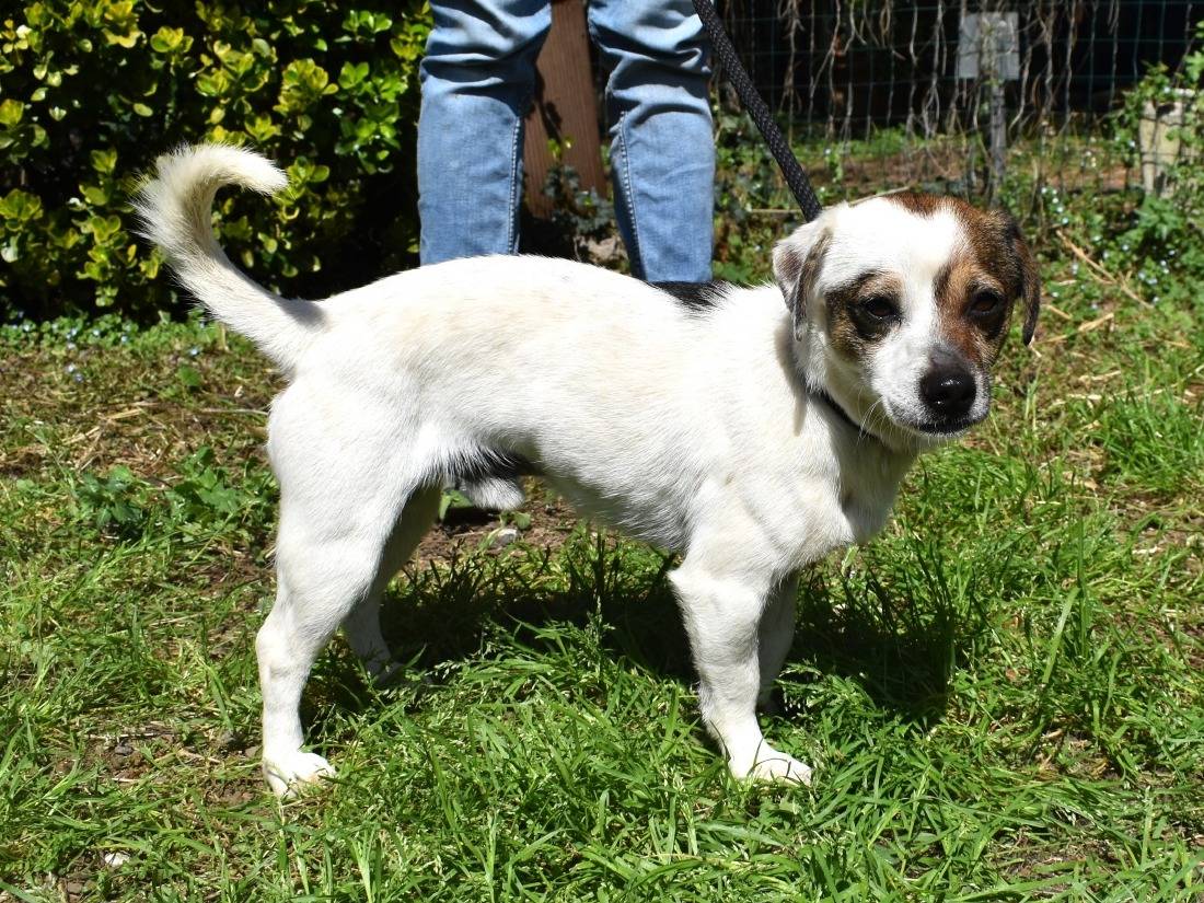 Adotta un cane, taglia piccola, maschio, Roma